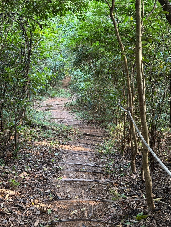 林口森林步道 樹