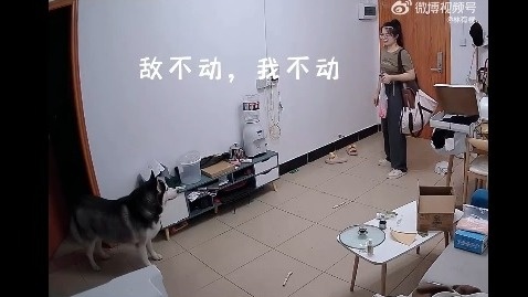 「當機」多年的哈士奇主人回家總呆站20秒才上前歡迎(圖)