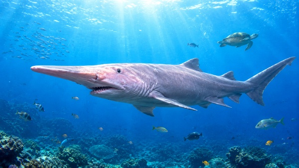 海洋 生物