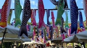 日式盛典风情：2026桃园神社“鲤鱼流光祭り”(组图)