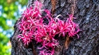 “天垂异象”辽宁枯柳吐粉花谶语天下易主(图)