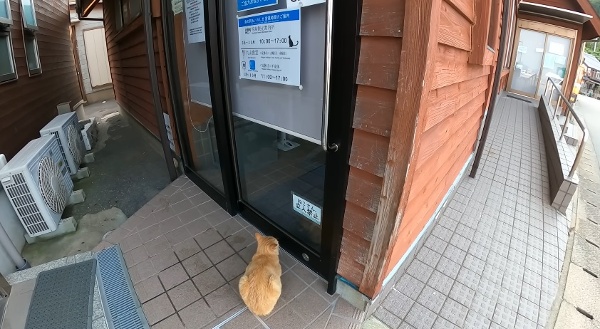橘貓守在店門口。（圖片來源：視頻擷圖）  