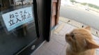 貓咪懂字橘貓「閱讀」告示面露無奈(視頻)