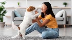 必看养狗指南兽医曝I人的“10大梦幻犬”(图)