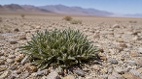 全球最耐热植物死亡谷烈日下的奇迹(图)