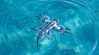 漂浮在海面的“蓝天使”外表宛如艺术品(图)