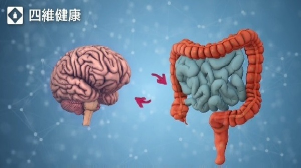 大腦與腸道：被忽視的雙向高速公路一個循環正在毀掉你(視頻)