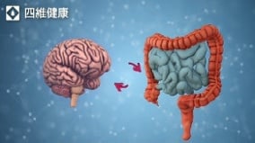 大脑与肠道：被忽视的双向高速公路一个循环正在毁掉你(视频)