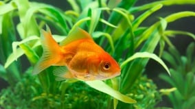 一條小金魚能毀掉一座湖研究揭露生態災難(圖)