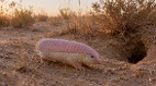 沙海中的粉红精灵全球最神秘的犰狳(图)