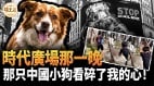 时代广场那一晚那只中国小狗看碎了我的心(视频)