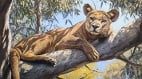 澳洲远古猛兽咬合力堪比自己2.5倍体重的非洲狮(图)