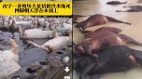 广西洪灾数千头死猪漂浮动物园百只动物被冲走(图)