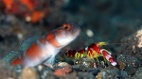 有“手枪”的海洋生物(图)