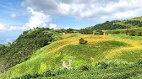 东台湾限定美景“2026花莲金针花季”登场(组图)