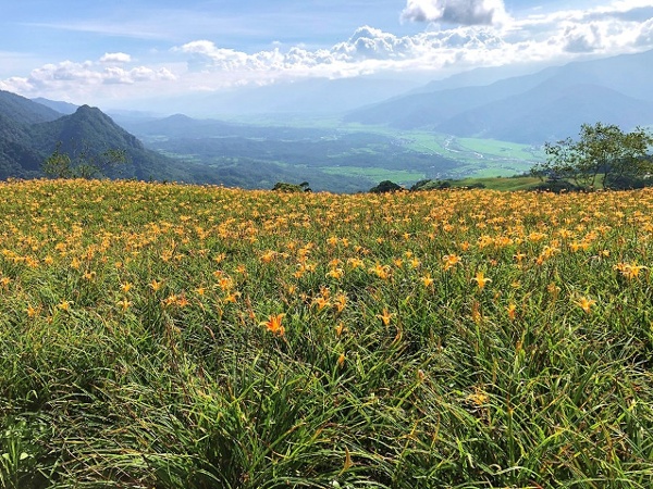 2026花莲金针花季富里乡六十石山