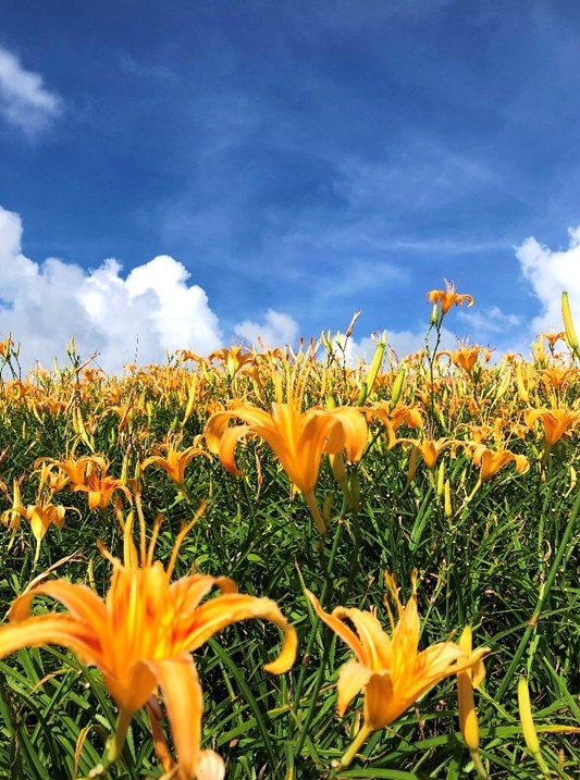 2026花莲金针花季富里乡六十石山