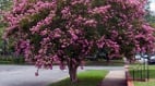 紫薇不占园中最上春(图)