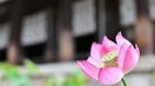 日本为什么干净有秩序答案或藏在这座千年古寺(图)