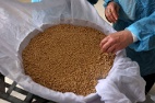 岁月之味-餐桌上的巴勒斯坦故事(图)