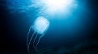 深海拍到神秘生物科学家也说不出它是什么(图)