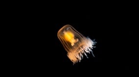人想长生不老难这种生物却可使生命无限循环(图)